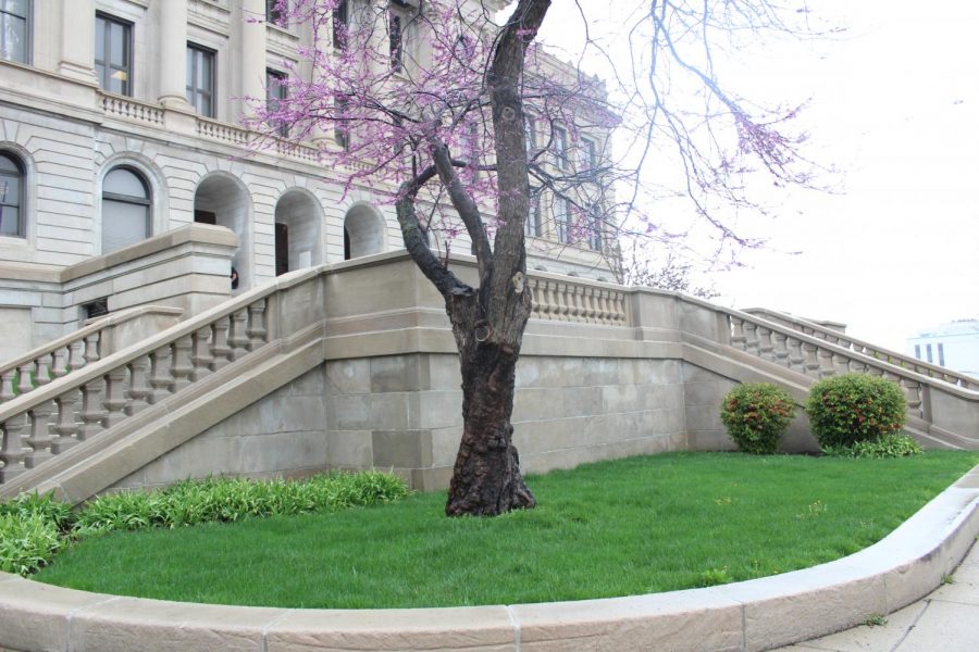 Spring marks return of famous C-shaped iris garden, tree blossoms