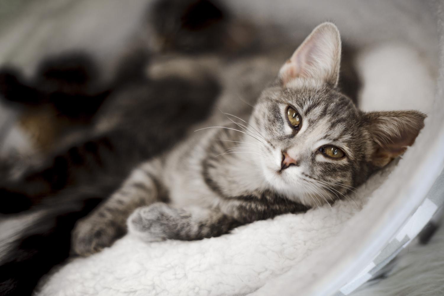The Register Omaha s first non profit Cat Cafe The Register Omaha s first non profit Cat Cafe