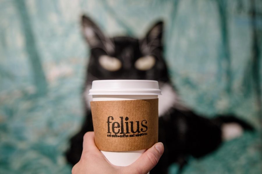 Omahas first non-profit Cat Cafe