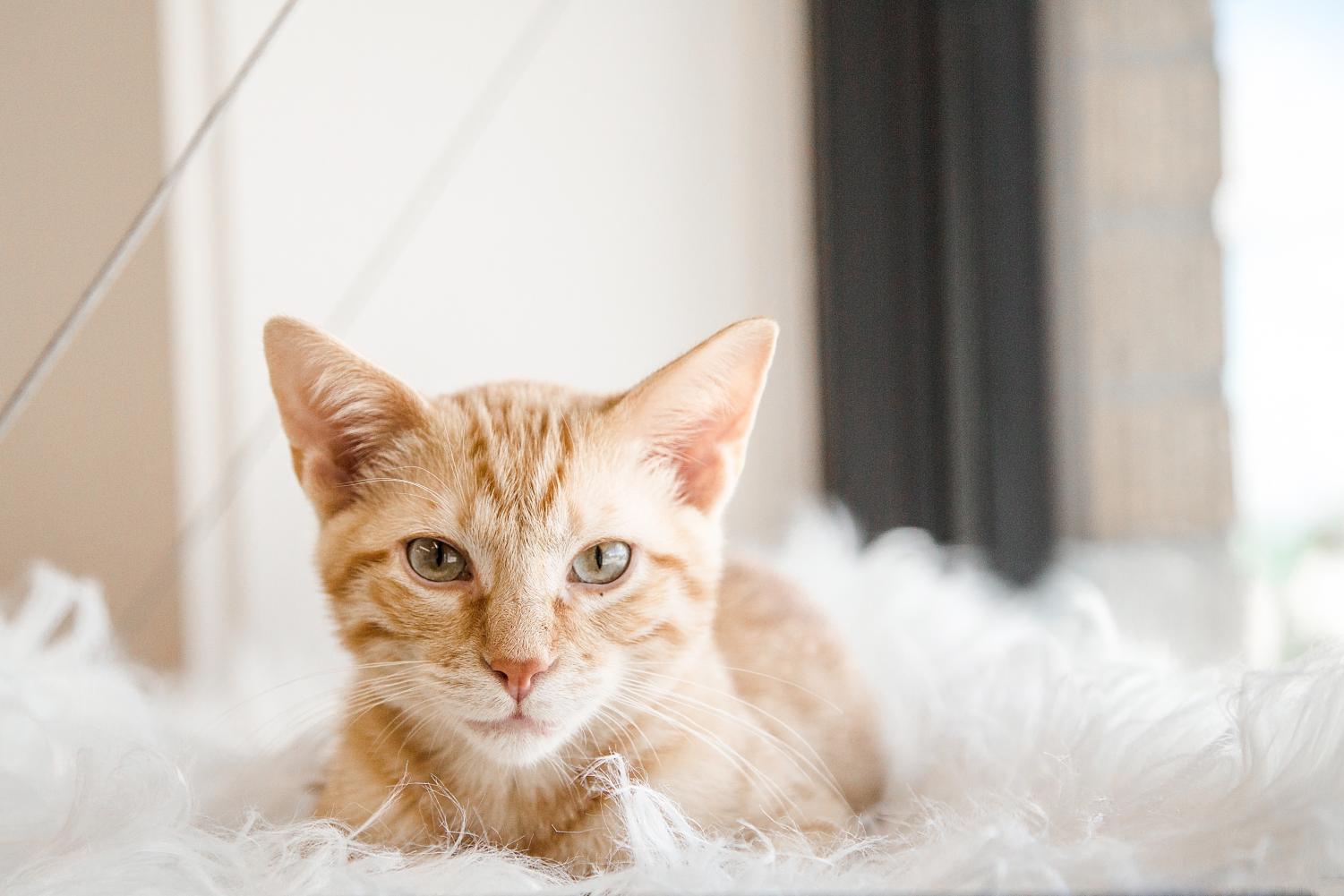 The Register Omaha s first non profit Cat Cafe The Register Omaha s first non profit Cat Cafe