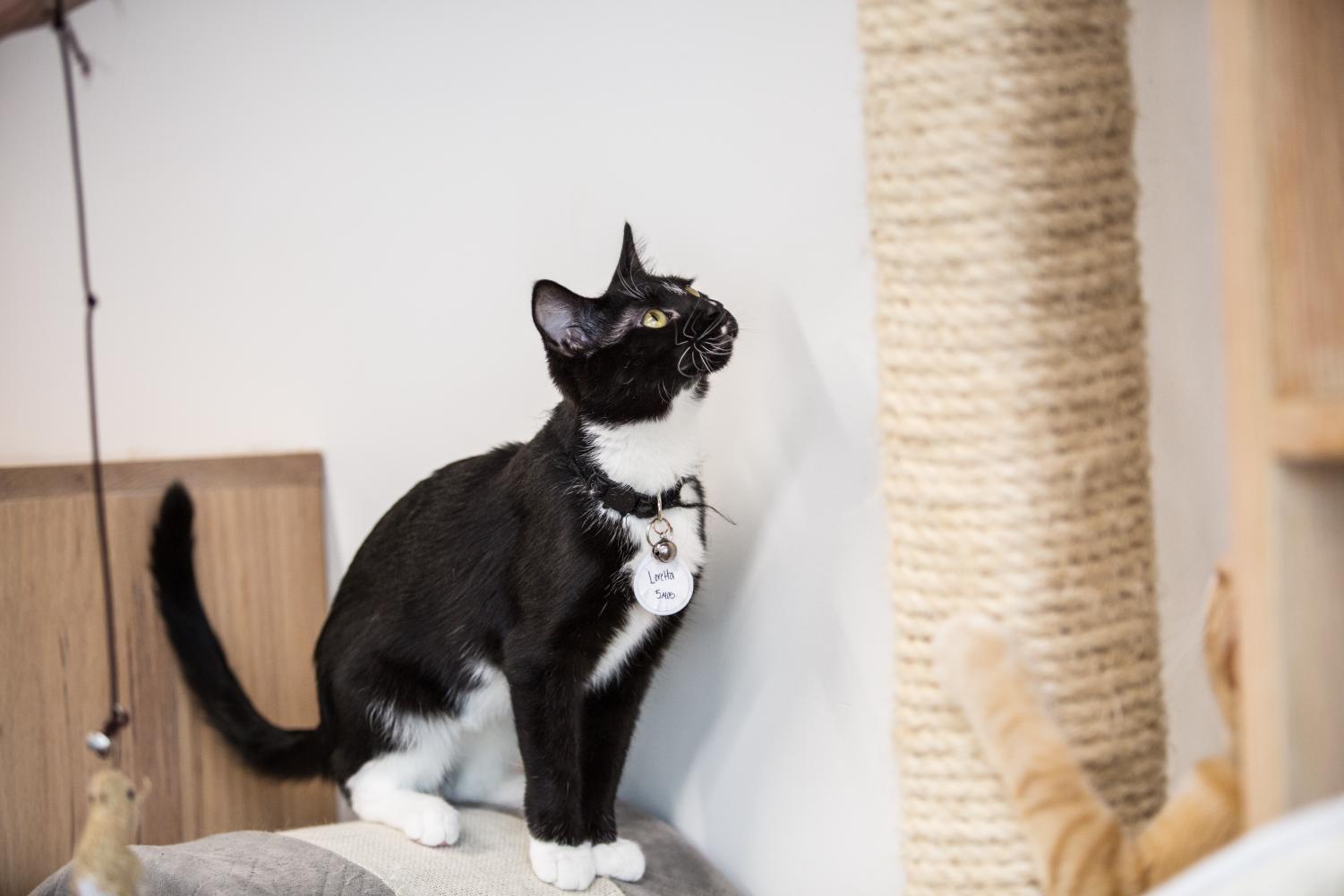 The Register Omaha s first non profit Cat Cafe The Register Omaha s first non profit Cat Cafe